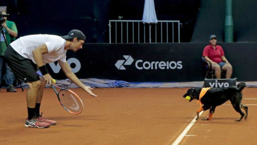 Tenista recibe pelota de uno de los perros que participaron en el Abierto de Tenis en Brasil 