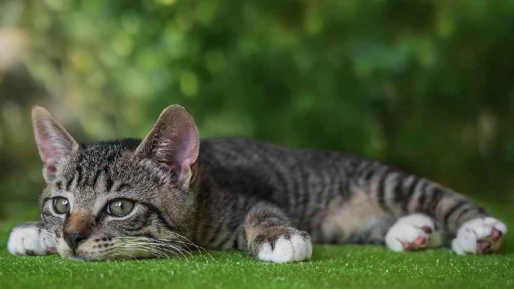 Durante mayo y noviembre nacen más gatos y esto impide el cuidado de todos los animales en albergues.