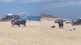 Toro ataca a mujeres en playa de Los Cabos