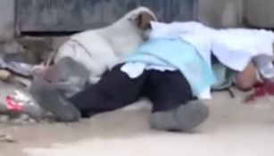 El perrito recostado junto al cuerpo de su dueño