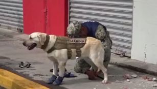Frida, perro rescatista durante el sismo en CDMX
