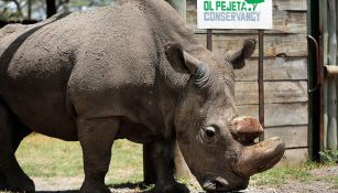 Sudan, el último rinoceronte blanco 