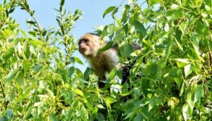 Mono capuchino, en un árbol de la CDMX