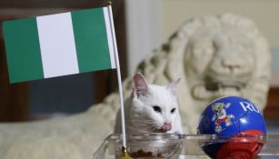 Gato come del tazón que tiene la bandera de Nigeria