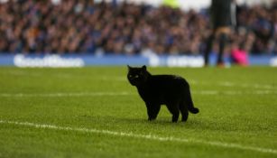 Gato negro visita el Goddison Park durante el encuentro entre Everton y Wolverhampton 