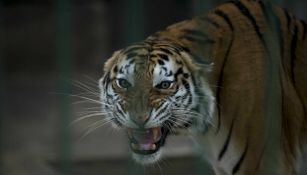 Un tigre dio positivo por COVID-19 en Nueva York