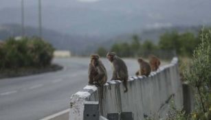 Grupo de Monos en una carretera