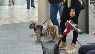 Tigre en Plaza Antara
