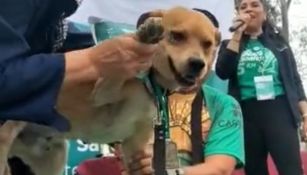 Perrito corredor gana maratón de 5 kilómetros