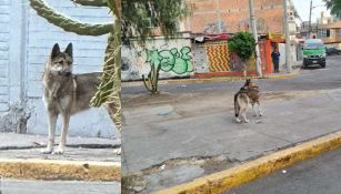 Lobo se escapa del Zoológico de San Juan de Aragón y niño de 12 años ayuda a capturarlo