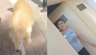 ¡Se salvó el perrito! Una mujer argentina pretendía comerse a su mascota, pero la denunciaron