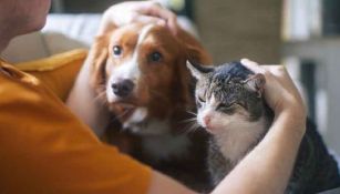 Nueva ley obligará a caseros a rentarte aunque tengas mascotas ¡Descubre en qué estado!
