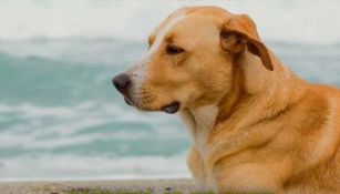 De las calles a la fama: "Vaguito", un perro rescatado se convierte en estrella de cine