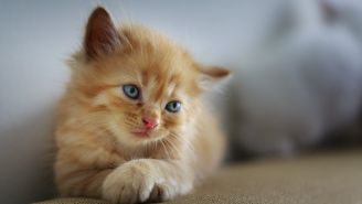 Día Internacional del Gato: ¿Por qué se les conoce como 'michi'?