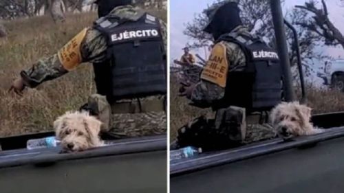 Soldados de la Sedena adoptaron a un perrito que huía de un incendio, volviéndose virales