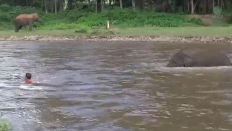 Elefante cruza el río para llegar a su cuidador