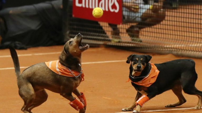 Perros atrapan pelota en el Abierto de Tenis en Brasil 